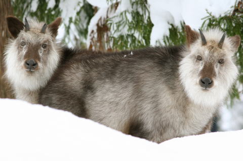 Japanese Serow Japanese Serow